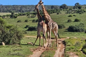 Addo National Park en Schotia: dagtocht met lunch