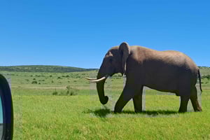 Safari privado no Addo Elephant Park e traslado de ida e volta