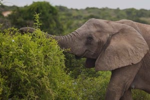 Cape Town: 10-dagers kombinasjon av Garden Route, vinland og Cape Point