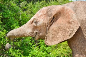 Аддо Сафари: тур на целый день