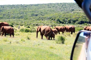 Kapkaupungista: 5 päivän paras Garden Route ja Addo Safari