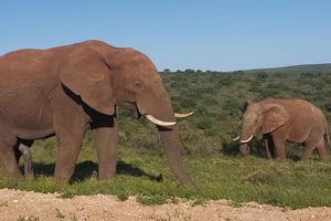 Safari d'une journée complète dans le parc national des éléphants d'Addo avec déjeuner braai