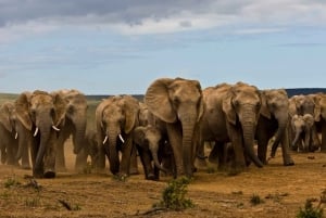 All-inclusive safari van een hele dag met traditionele braailunch