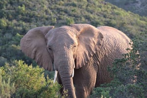 Gqeberha: Exclusive Tour & Lunch at Nyosi Wildlife Reserve