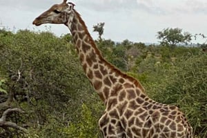 クラッガ・カンマ・プライベート・ゲーム・リザーブ・ツアー