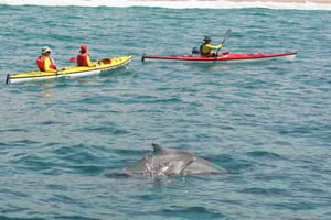 Plettenberg Bay: Plettenbergberg Baynberg: Opastettu merikajakki retki