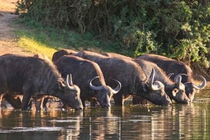 Port Elizabeth: 3-dagars safari i Addo Elephant National Park