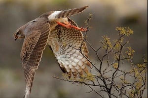 Port Elizabeth: 3-dages safari i Addo Elephant National Park