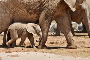 Port Elizabeth: Addo Park Safari – excursie aan wal + ophalen