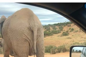 Port Elizabeth: Dobbel safari og byrundtur