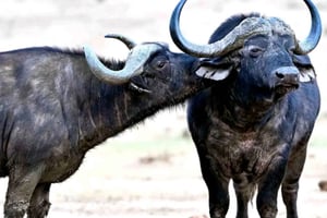 Chemin de randonnée costal Sacramento : Port Elizabeth