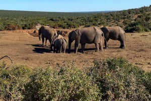 Port Elizabeth: Escursione con veicolo safari aperto a Schotia