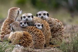 アド・エレファント国立公園2日ツアー：ポート・エリザベス