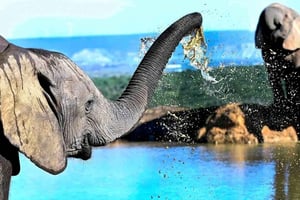 Garden Route et safari des éléphants d'Addo [5 jours] : Le Cap