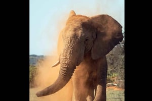 Pumba Private Game Reserve: Dagstur på safari med frokost