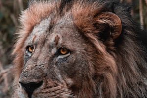 Safari na Reserva Privada Schotia