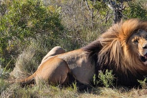 Safari nella riserva di Schotia (in 4x4 aperto)