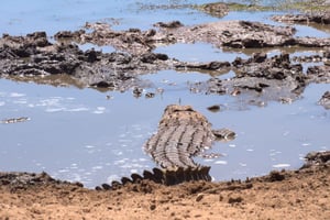 Reserva Privada Schotia Safaris: Tour Privado pela Manhã