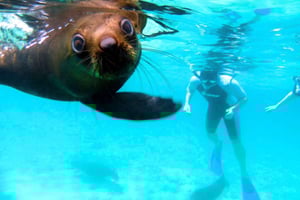 Tsitsikamma : Seal the Adventure Day Tour