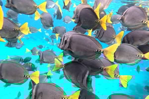 Puerto Baquerizo Moreno: 360 San Cristobalin saaren päiväretki