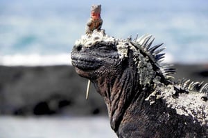 4-Day Galapagos Islands: Guided Tour Santa Cruz Island
