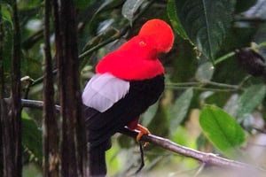 Avvistamento di uccelli a Mindo: Ruta San Lorenzo via alle cascate.