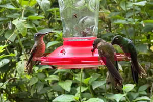 Lintujen tarkkailuseikkailu+Quito City Tour ja päiväntasaajan muistomerkki