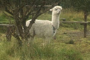 Cotopaxi: Natur- och äventyrsguidad tur med vandring
