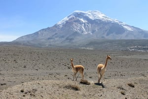 Ecuador: Avenue of the Volcanoes - 7 Days Tour