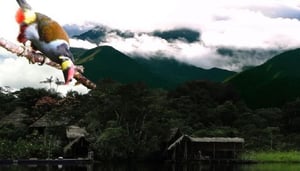 Ecuador Nature Expeditions