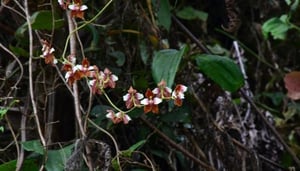Ecuagenera Orchid Tours