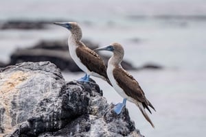 Explore the Tunnels of Cabo Rosa in Isabela: snorkeling, wildlife, and landscapes