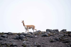 Da Baños: Escursione di un giorno al vulcano Chimborazo con pranzo