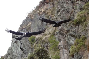 From Quito: Antisana and Condor Watching Guided Day Trip