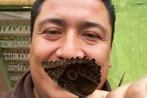 Из Кито: облачный лес Миндо, поездка на целый день с обедом