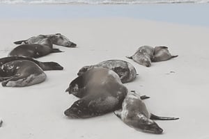 Galápagos: Tour particular pela Estação Charles Darwin e Baía Tortuga