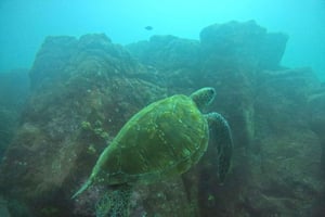 Galapagos Discovery Diving EN DAGS OPLEVELSE