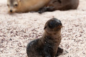 Галапагосские острова - Санта-Крус - 4 дня все включено