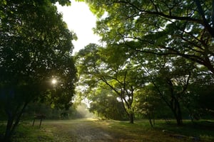 Guayaquil: Guidet tur i den beskyttede skov Cerro Blanco