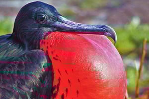Lobos Islands & Ochoa Beach from San Cristobal Day Tour