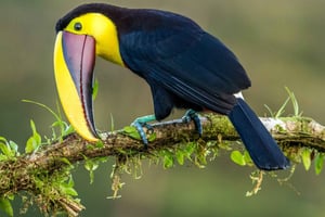 Миндо: аутентичный опыт облачного леса