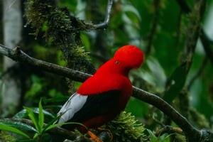 Mindo Birdwatching Tour: Watching cock-of-the-rock