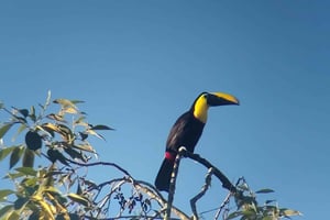 Mindo: Professional birdwatching in the Choco.