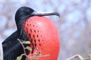 North Seymour Day Tour