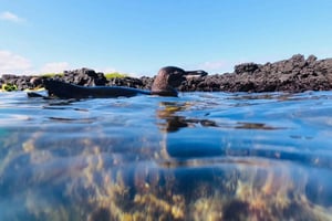 Tintoreras islet:Penguins, blue footed boobies & sea turtles
