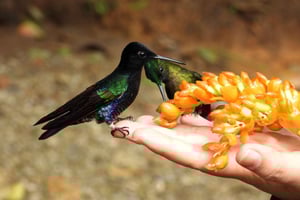 Tour privado a los santuarios de colibríes y tucanes en Mindo