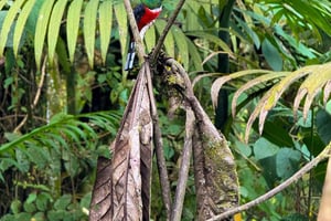 Quito: 2-dagars molnskogsäventyr