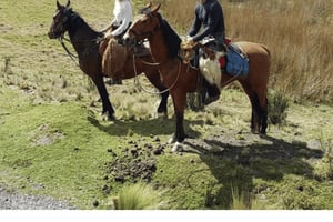 Quito: Cotopaxi nasjonalpark Ridning med lunsj