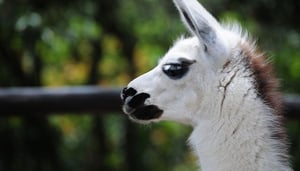 Quito Zoo - El Zoológico de Guayllabamba