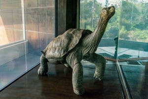 Galapagos: 4 days tour in Santa Cruz, tour bahia, charles